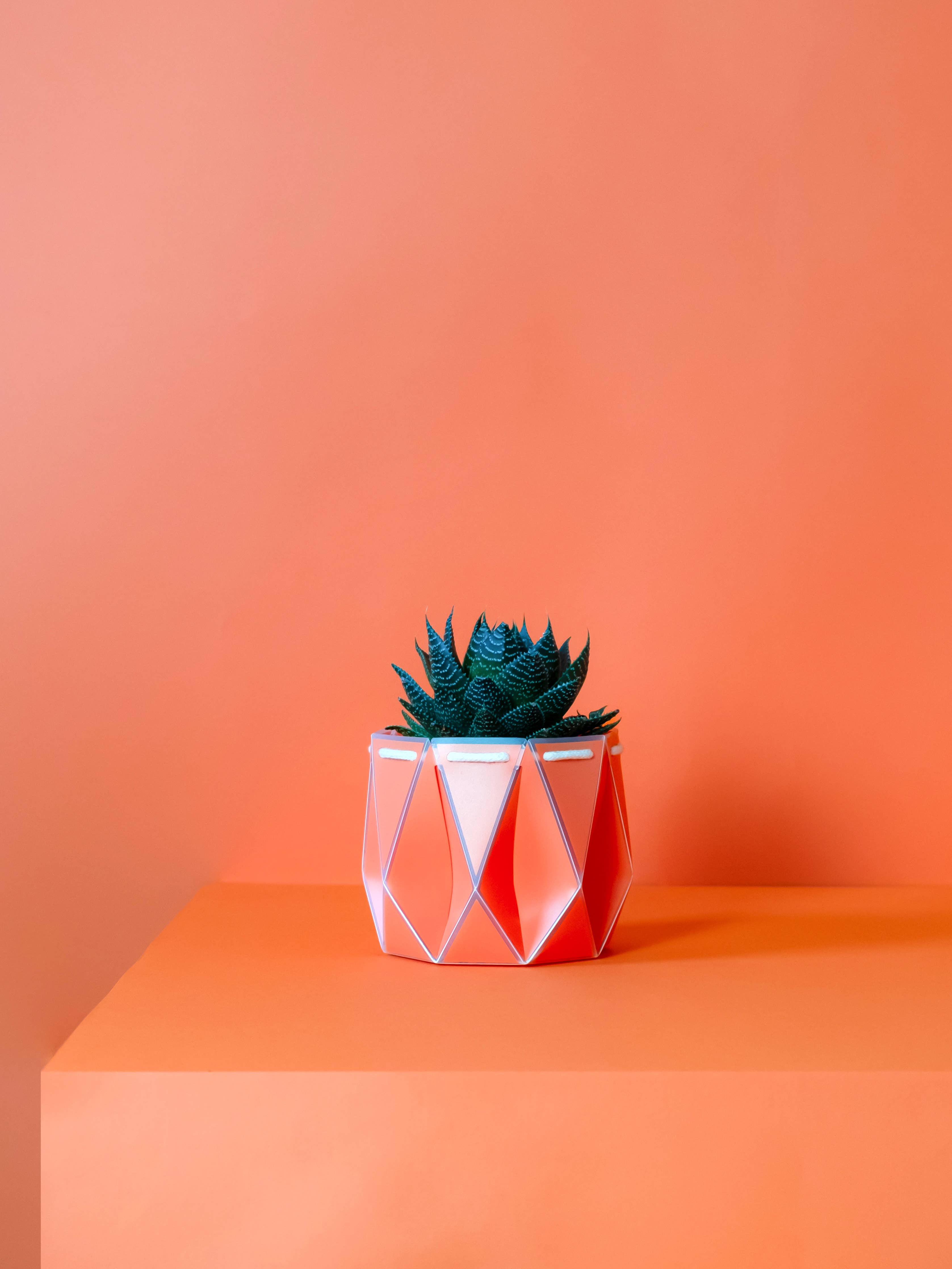 11cm Self-watering POTR | Coral - Image 5