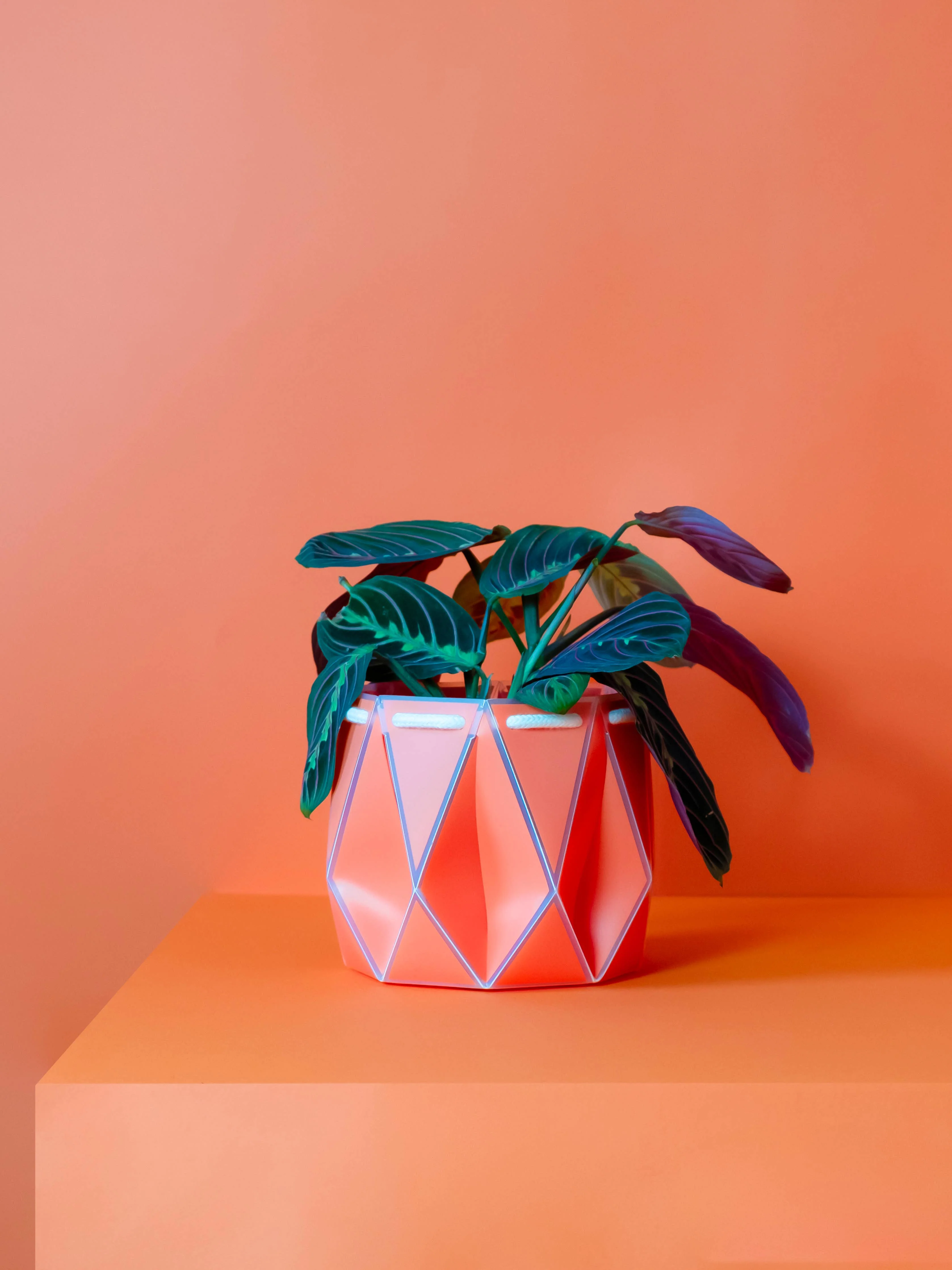 15cm Self-watering POTR | Coral Pot - Image 3
